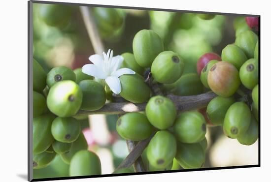 Flower and Coffee Cherries-Paul Souders-Mounted Photographic Print
