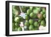 Flower and Coffee Cherries-Paul Souders-Framed Photographic Print