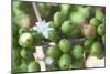 Flower and Coffee Cherries-Paul Souders-Mounted Photographic Print