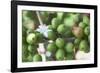 Flower and Coffee Cherries-Paul Souders-Framed Photographic Print