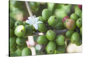 Flower and Coffee Cherries-Paul Souders-Stretched Canvas