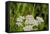 Flower and Dragonfly-Gordon Semmens-Framed Stretched Canvas