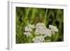 Flower and Dragonfly-Gordon Semmens-Framed Photographic Print