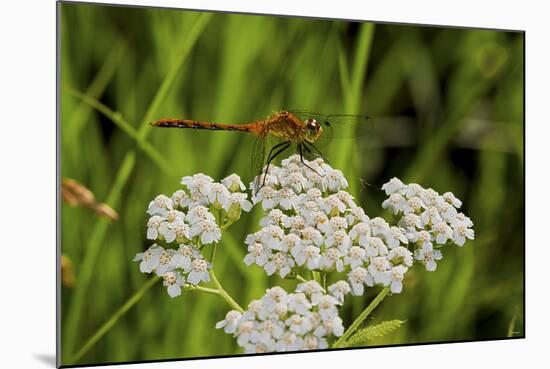 Flower and Dragonfly-Gordon Semmens-Mounted Photographic Print