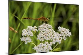 Flower and Dragonfly-Gordon Semmens-Mounted Photographic Print