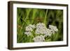 Flower and Dragonfly-Gordon Semmens-Framed Photographic Print