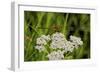 Flower and Dragonfly-Gordon Semmens-Framed Photographic Print