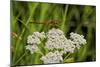 Flower and Dragonfly-Gordon Semmens-Mounted Photographic Print