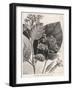 Flower and Leaves of the Quinine Plant-A. Tissandier-Framed Art Print