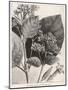 Flower and Leaves of the Quinine Plant-A. Tissandier-Mounted Art Print