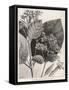 Flower and Leaves of the Quinine Plant-A. Tissandier-Framed Stretched Canvas