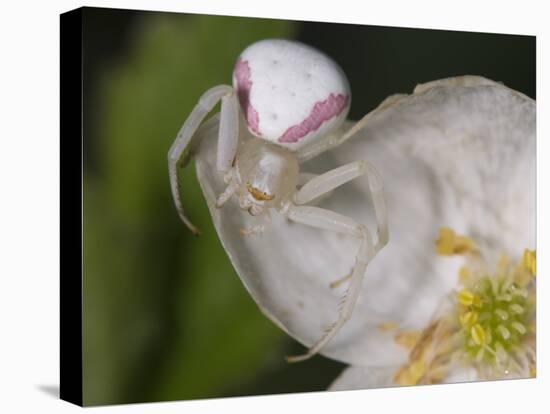 Flower and Spider-Gordon Semmens-Stretched Canvas
