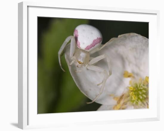 Flower and Spider-Gordon Semmens-Framed Photographic Print