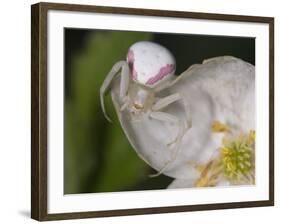 Flower and Spider-Gordon Semmens-Framed Photographic Print