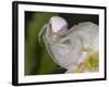 Flower and Spider-Gordon Semmens-Framed Photographic Print