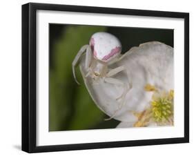 Flower and Spider-Gordon Semmens-Framed Photographic Print