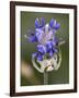 Flower and Spider-Gordon Semmens-Framed Photographic Print