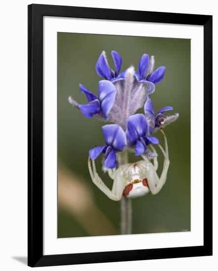 Flower and Spider-Gordon Semmens-Framed Photographic Print