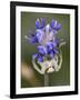 Flower and Spider-Gordon Semmens-Framed Photographic Print