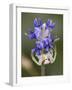 Flower and Spider-Gordon Semmens-Framed Photographic Print