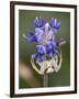 Flower and Spider-Gordon Semmens-Framed Photographic Print