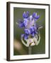 Flower and Spider-Gordon Semmens-Framed Photographic Print