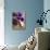 Flower, Anemone, Blossom, Grapes, Newspaper-Nikky Maier-Photographic Print displayed on a wall