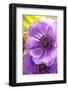 Flower, Anemone, Blossom-Nikky Maier-Framed Photographic Print