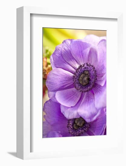 Flower, Anemone, Blossom-Nikky Maier-Framed Photographic Print