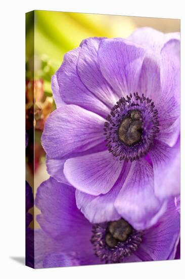 Flower, Anemone, Blossom-Nikky Maier-Stretched Canvas