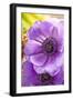 Flower, Anemone, Blossom-Nikky Maier-Framed Photographic Print