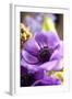 Flower, Anemone, Blossom-Nikky Maier-Framed Photographic Print