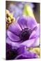 Flower, Anemone, Blossom-Nikky Maier-Mounted Photographic Print