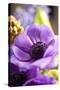 Flower, Anemone, Blossom-Nikky Maier-Stretched Canvas