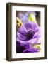 Flower, Anemone, Blossom-Nikky Maier-Framed Photographic Print