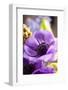 Flower, Anemone, Blossom-Nikky Maier-Framed Photographic Print