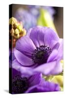 Flower, Anemone, Blossom-Nikky Maier-Stretched Canvas