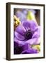 Flower, Anemone, Blossom-Nikky Maier-Framed Photographic Print