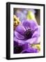 Flower, Anemone, Blossom-Nikky Maier-Framed Photographic Print