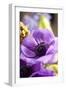 Flower, Anemone, Blossom-Nikky Maier-Framed Photographic Print