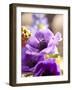 Flower, Anemone, Blossom-Nikky Maier-Framed Photographic Print