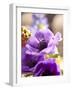 Flower, Anemone, Blossom-Nikky Maier-Framed Photographic Print