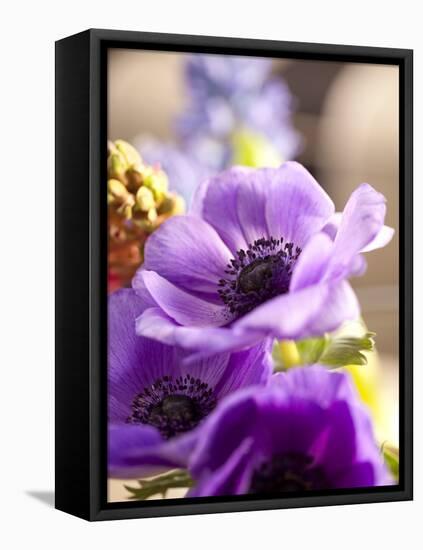 Flower, Anemone, Blossom-Nikky Maier-Framed Stretched Canvas