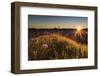 Flower, Aster, Meadow-Jurgen Ulmer-Framed Photographic Print