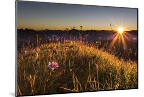 Flower, Aster, Meadow-Jurgen Ulmer-Mounted Photographic Print