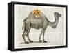 Flower Back Camel-Christopher James-Framed Stretched Canvas