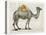 Flower Back Camel-Christopher James-Stretched Canvas