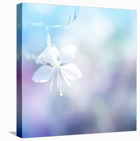 Flower Background-Timofeeva Maria-Stretched Canvas