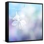 Flower Background-Timofeeva Maria-Framed Stretched Canvas