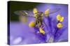 Flower, Bee-Gordon Semmens-Stretched Canvas